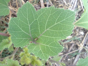 Erbacea al Lago Ogliastro - Xanthium sp.