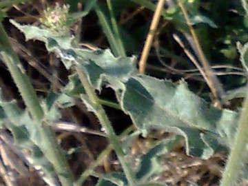 Ancora un capolino giallo - Picris hieracioides