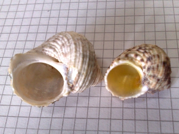 Due di 5 conchiglie = Turbo chrysostomus