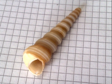 tre di cinque conchiglie = Turritella terebra