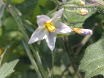 Solanum villosum