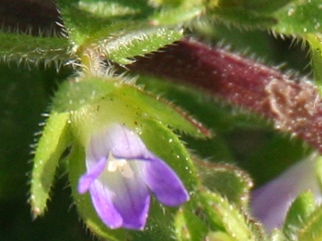 Campanula erinus