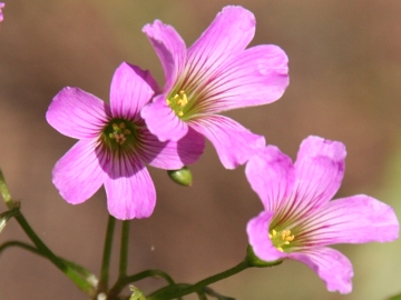 Oxalis purpurascens