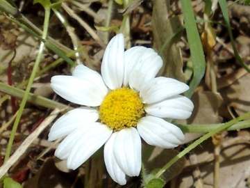 Anthemis sp.