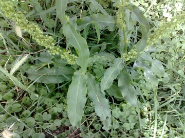 Rumex crispus