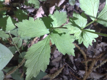 Geum urbanum in fruttificazione