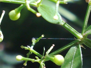 Una Rubiacea - Rubia peregrina subsp. peregrina