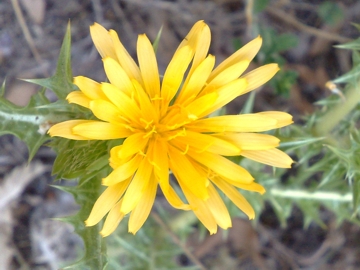 Una specie di cardo - Scolymus hispanicus