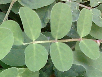 Astragalus glycyphyllos