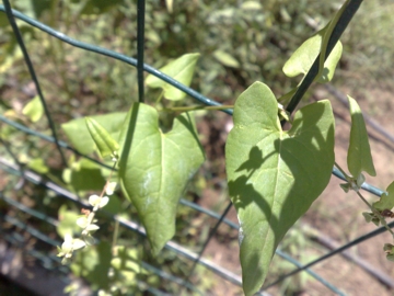 Fallopia convolvulus / Poligono convolvolo