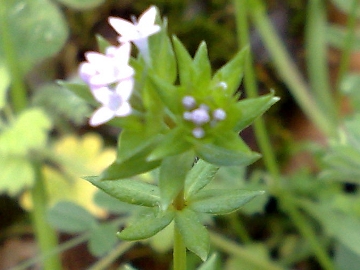 Sherardia arvensis