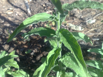 Specie di Epilobium