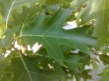 Quercus rubra