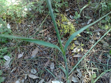 Dianthus balbisii