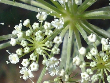 Oreoselinum nigrum (=Peucedanum oreoselinum) / Prezzemolo di monte