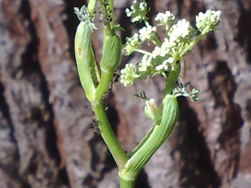 Oreoselinum nigrum (=Peucedanum oreoselinum) / Prezzemolo di monte