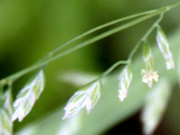 Poacea infestante:Ochlopoa annua (L.) H. Scholz (=Poa annua)