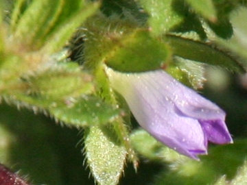 Campanula erinus