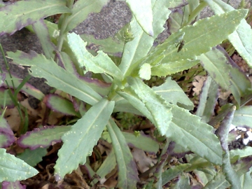 Senecio squalidus subsp. aethnensis / Senecio dell''Etna