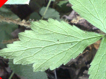 Geum urbanum in fruttificazione