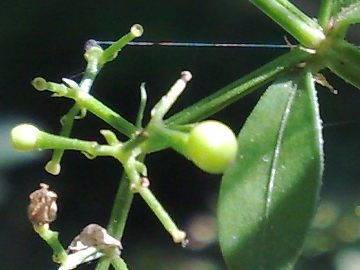 Una Rubiacea - Rubia peregrina subsp. peregrina