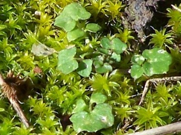 Piantina sul muschio - Cardamine hirsuta ?