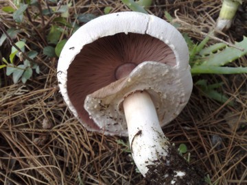 Agaricus arvensis ?