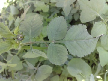 Bidens cfr. pilosa