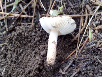 piccolo fungo (Lepiota subincarnata)