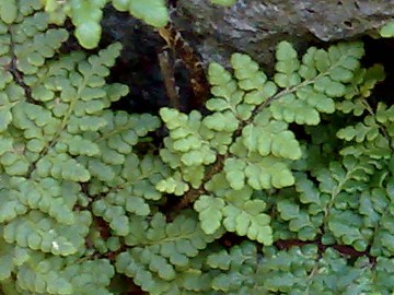 Piccola felce - Cheilanthes sp.