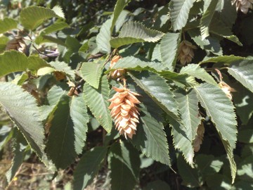 Ostrya carpinifolia