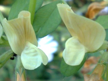 Vicia grandiflora / Veccia farfallona