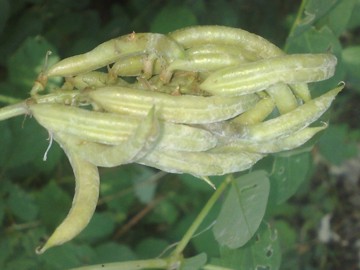 Fabacea - Astragalus glycyphyllos