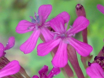 Silene armeria / Silene a mazzetti