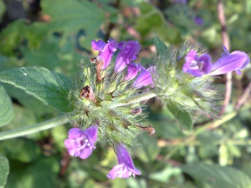 Una Lamiacea - Clinopodium vulgare