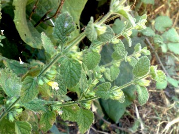 Melissa officinalis subsp. altissima