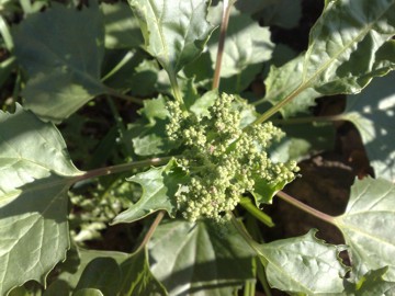 Chenopodium murale