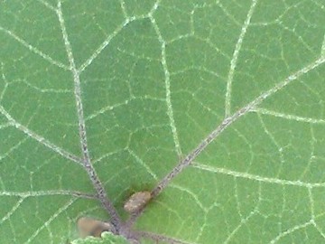 Erbacea al Lago Ogliastro - Xanthium sp.