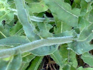 Ancora un capolino giallo - Picris hieracioides