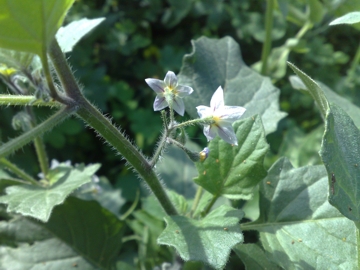 Solanum villosum