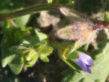 Campanula erinus