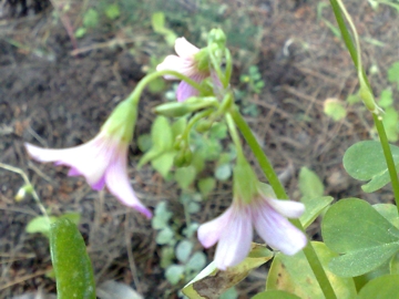 Oxalis purpurascens