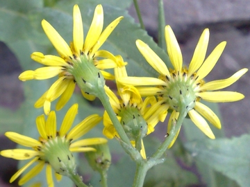 Senecio squalidus subsp. aethnensis / Senecio dell''Etna