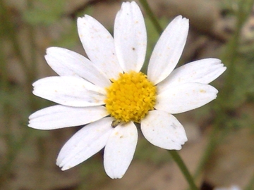 Anthemis sp.