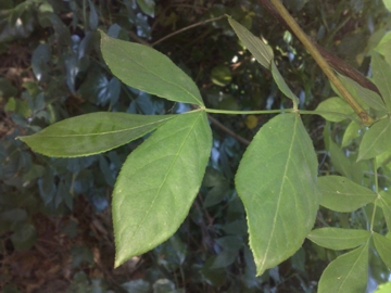 Staphylea pinnata / Borsolo - Falso Pistacchio
