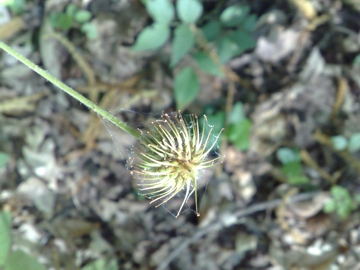 Geum urbanum in fruttificazione