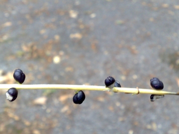 Cardamine bulbifera