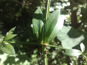 Una Rubiacea - Rubia peregrina subsp. peregrina