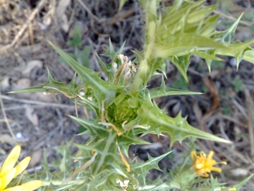 Una specie di cardo - Scolymus hispanicus