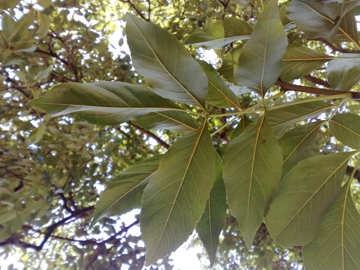 Fraxinus ornus / orniello